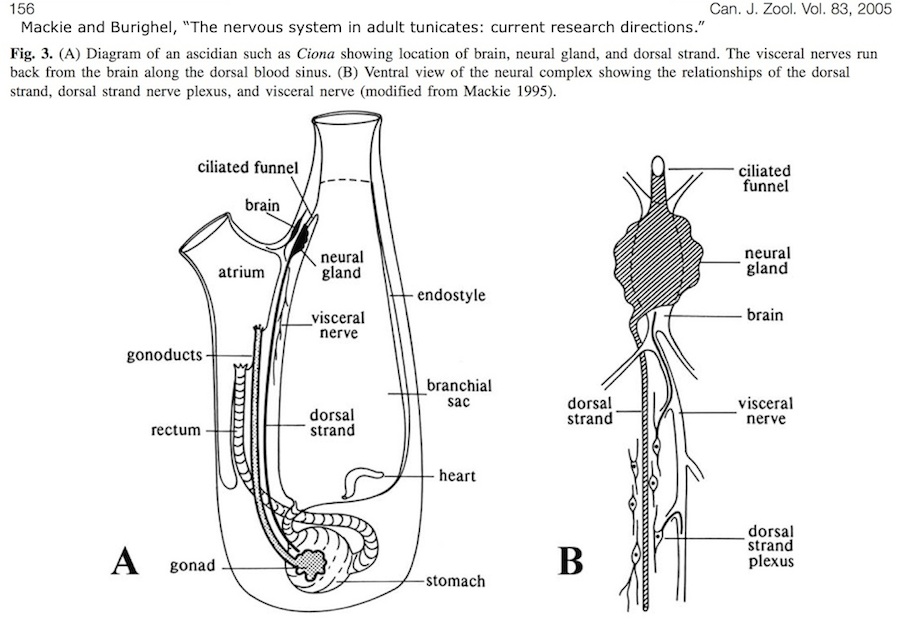 2. Cerebral » Metazoan