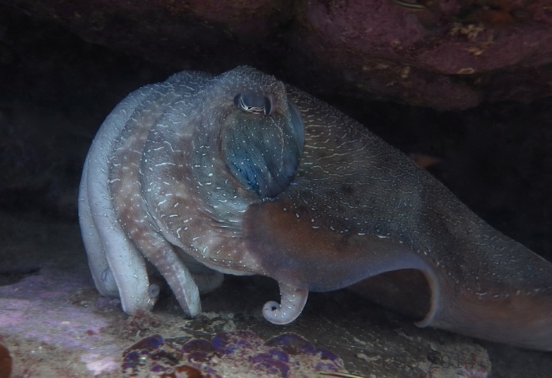 Giant Cuttlefish_1636 - V3