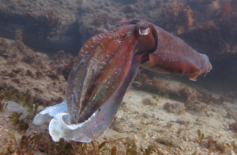 Giant Cuttlefish_1917 - 2
