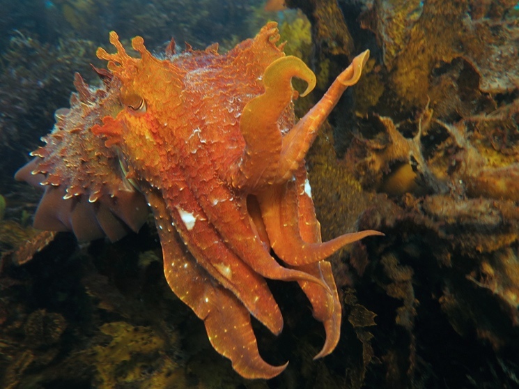 Giant Cuttlefish_8813 - 1c