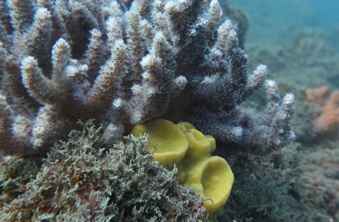 Sponge and soft coral 1 Cmp 2