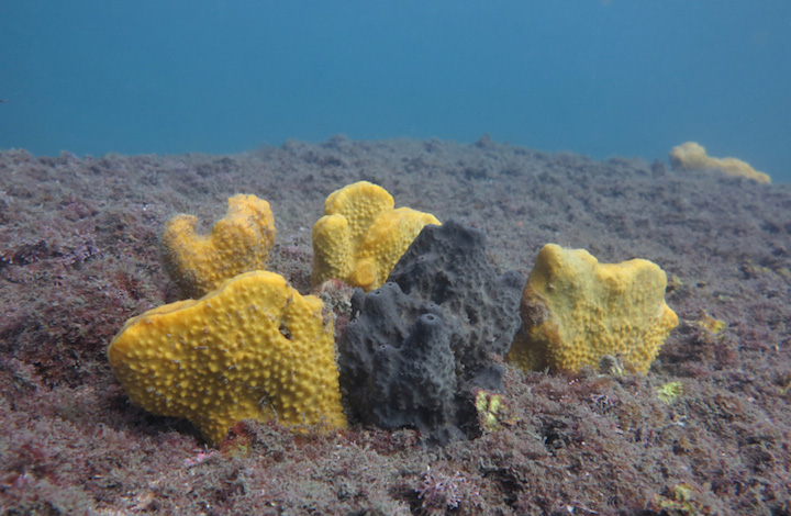 Sponges_2766 - 2