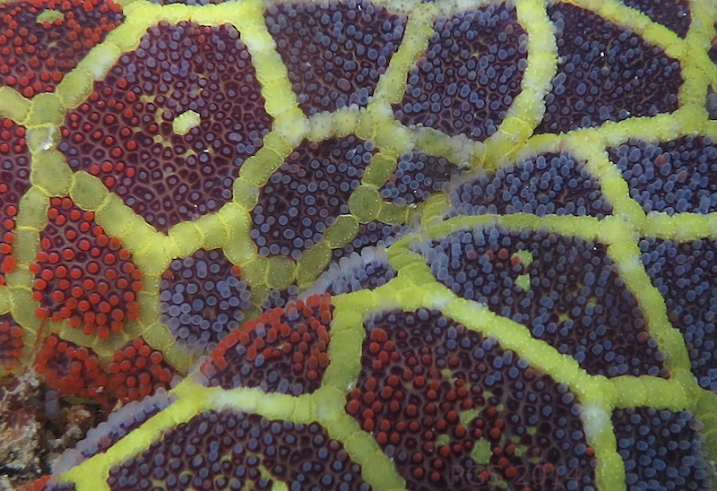 Mosaic Starfish macro 1 Plectaster decanus 9717 - 4c2