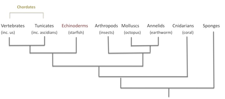 TOL echinoderms