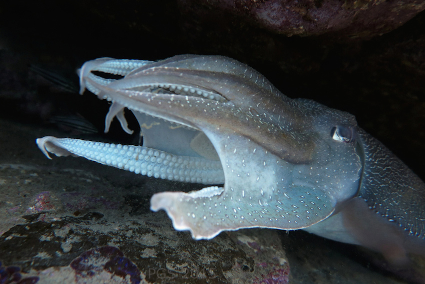Giant Cuttlefish_2728 -3