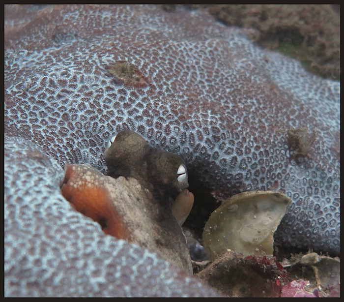 Octo with Zoanthid May 2015 Fairlight cmp2