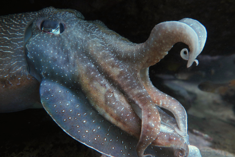 cuttlefish-coex_3017-4