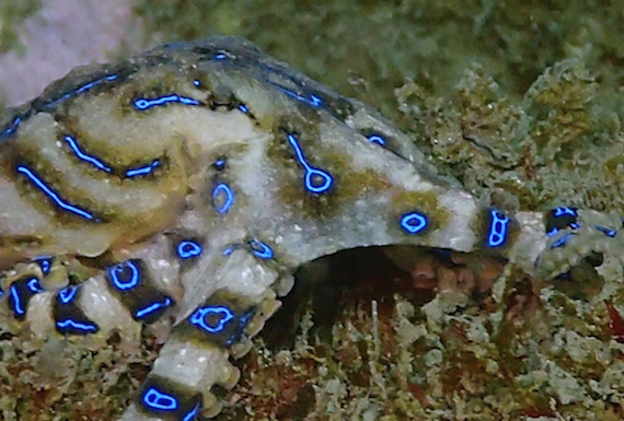 Blue-lined-octo-very-close-2015