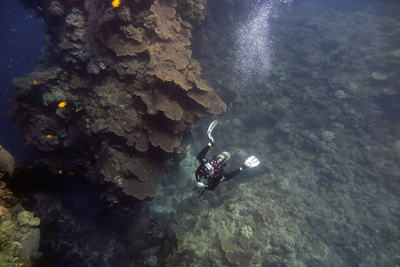 Diving Wananavu_5941-2 cmp2