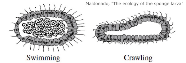 crawling sponge larva maldonado 2