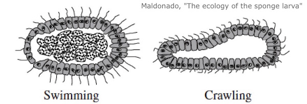 why do sponge larvae move