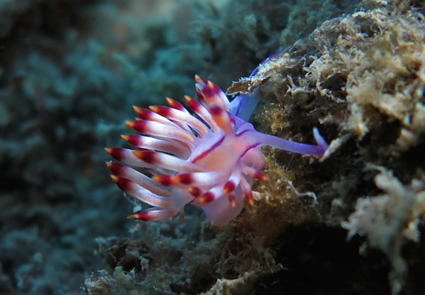 Flabellina Nelson Bay 3