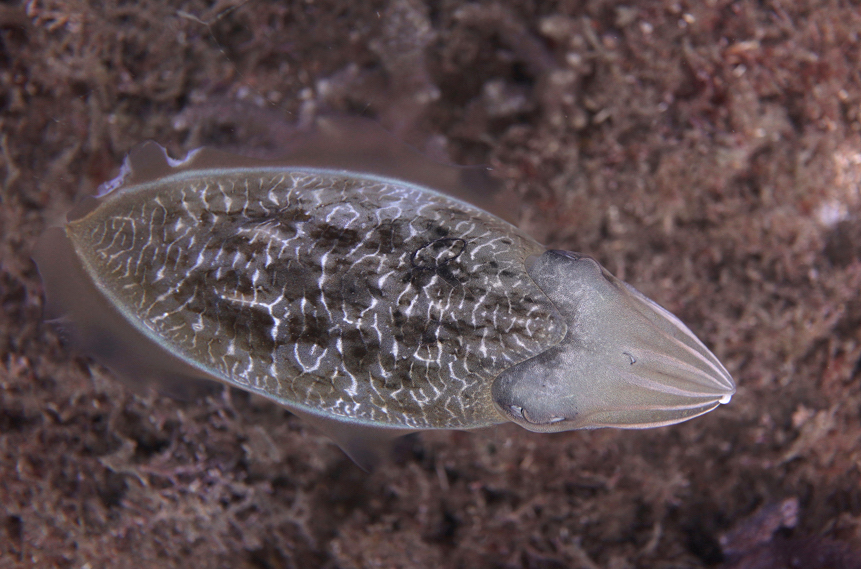 Cuttlefish with black scribbles_0370 cmp